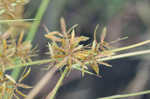 Fern flatsedge